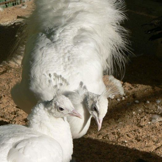 FB_IMG_1464192995774