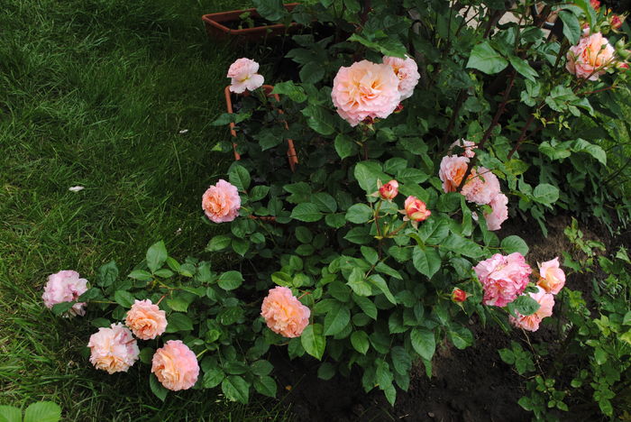 Augusta Luise