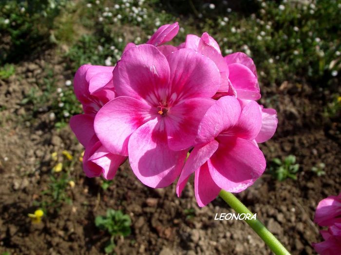 americana rose splash - florile mamei