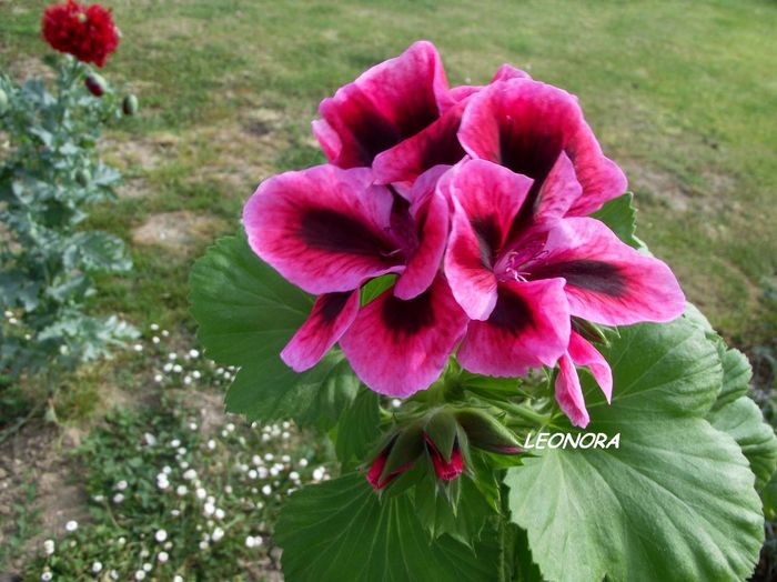 regal ciclam cu negru - florile mamei