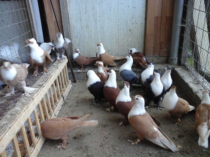 20160525_192047 - SHIRAZI IRANIENI