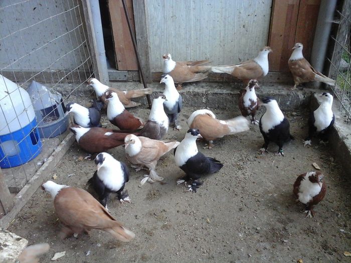 20160525_192121 - SHIRAZI IRANIENI