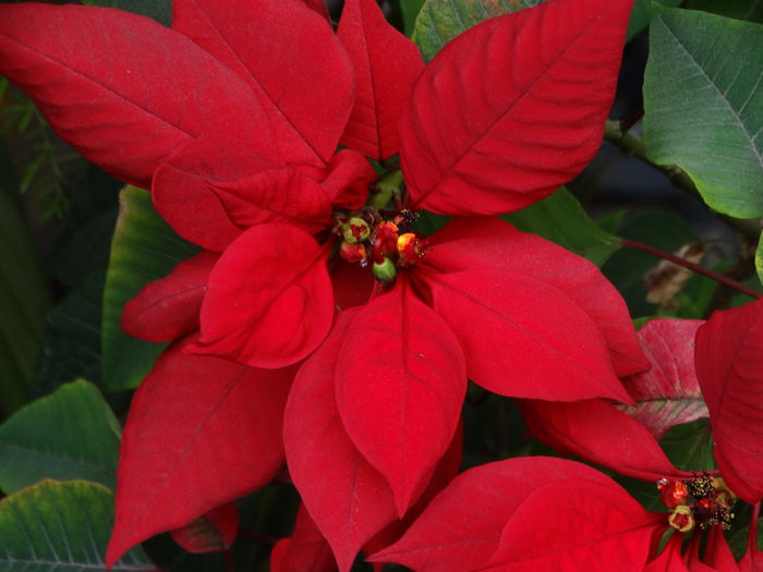 DSC07106 - Plante in ghiveci 2016