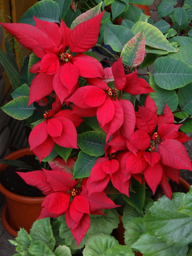 DSC07105 - Plante in ghiveci 2016