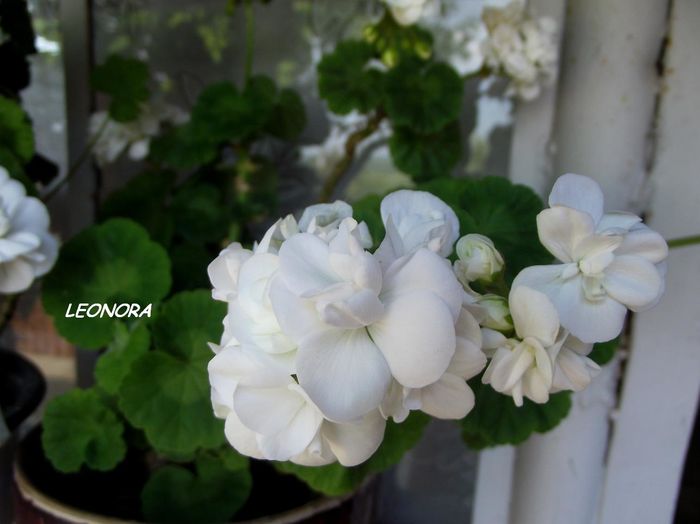 muscata alb dublu - florile mamei