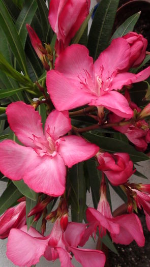 DSC03480; Un rosu ciclam cu floare mare 7cm
