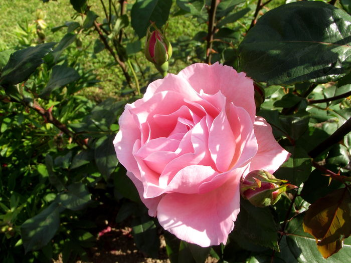 trandafir roz parfumat - florile mamei