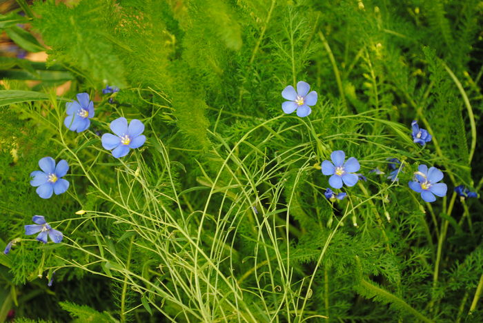 24 mai, linium perene(in peren) - 2016 plantele mele II