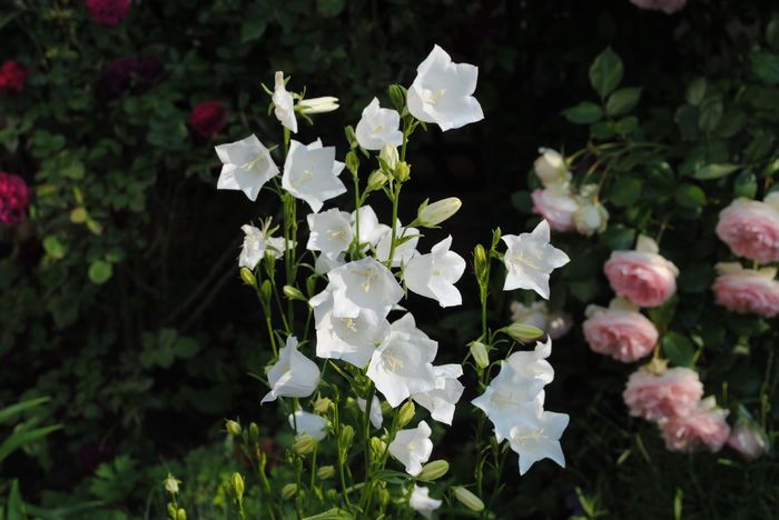 campanula persicifolia Alba - 2016 plantele mele II