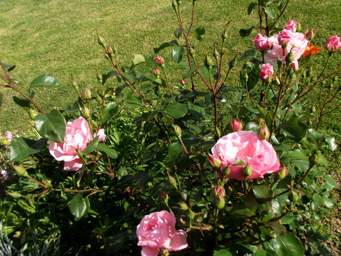 trandafir roz parfumat 1 - florile mamei