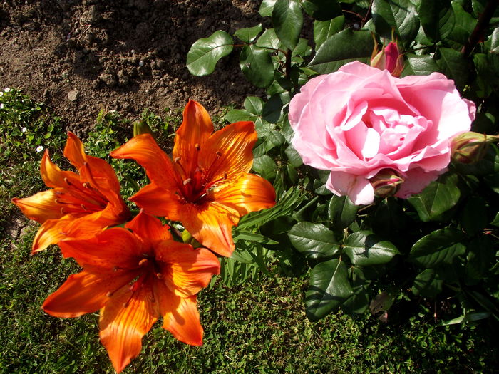 crin si trandafir - florile mamei