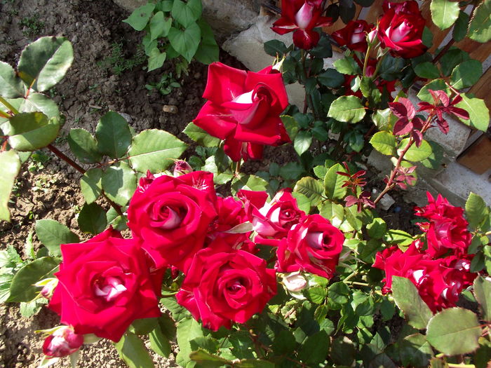 trandafiri allianz - florile mamei