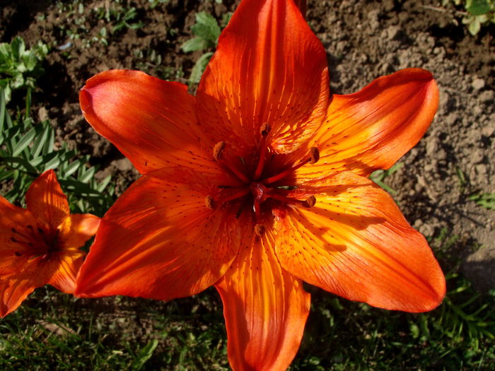 lilium maculatum(crin) - florile mamei