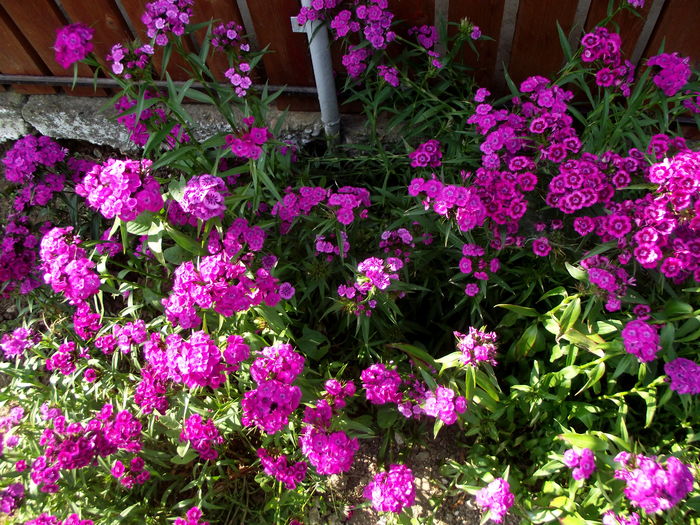 garofite turcesti - florile mamei