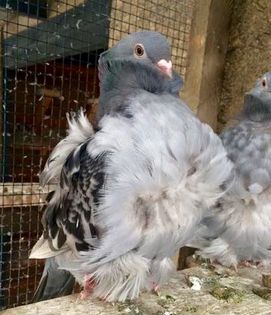 image - 24_PESCARUSI CHINEZI TALIA MARE MATCA-2021