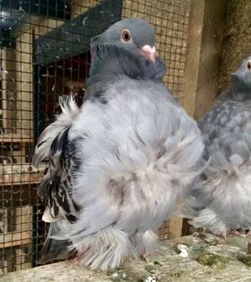 image - 24_PESCARUSI CHINEZI TALIA MARE MATCA-2021