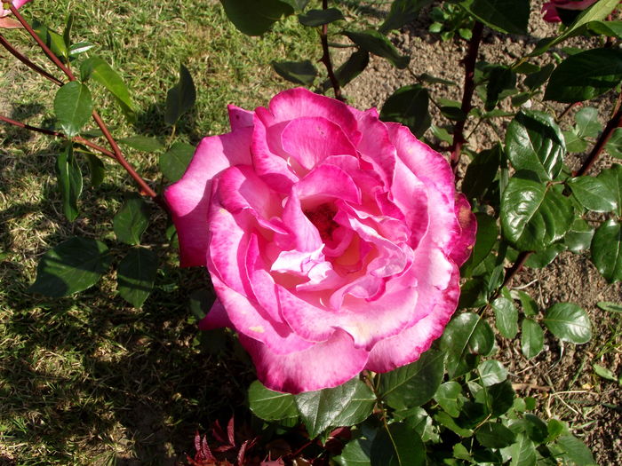 trandafir  2 - florile mamei