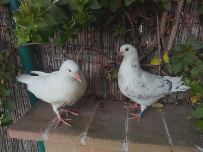 Perechea 3 - seria 1; IMG_20160524_081628
