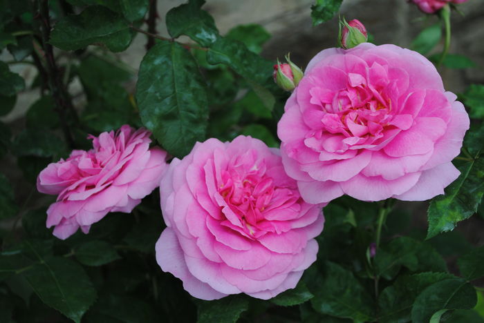 Gertrude Jekyll
