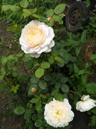Crocus rose