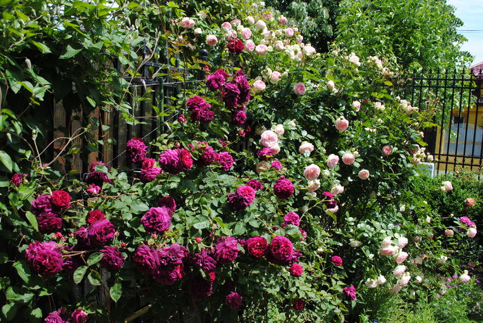Munstead Wood si Eden Rose - 2016 trandafiri II