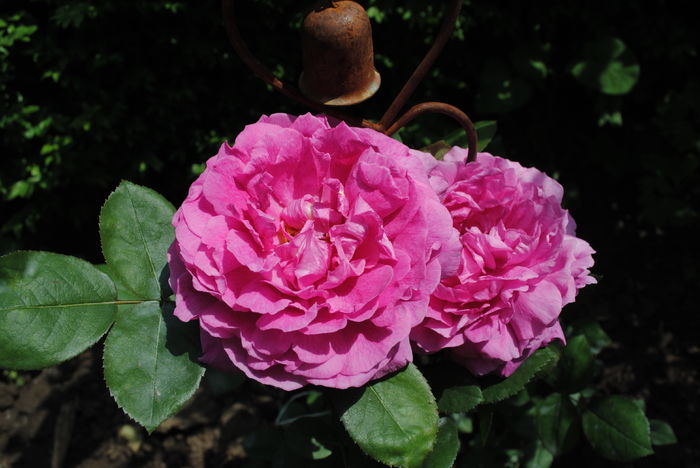 Noble Antony