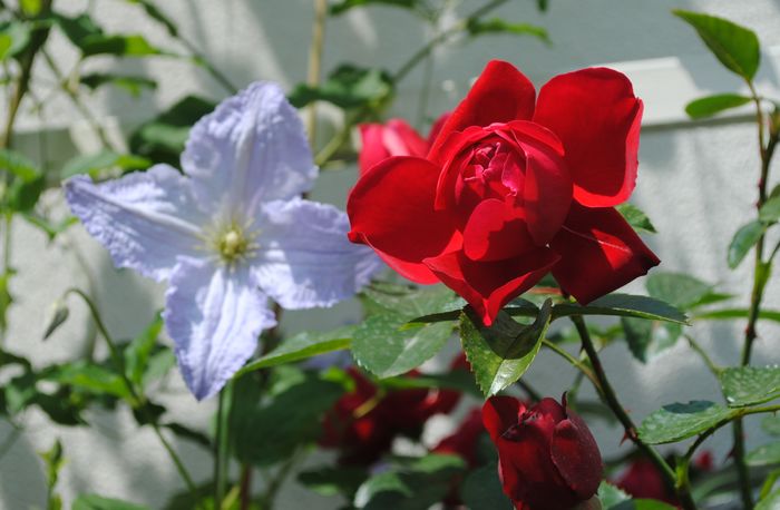 Florentina si clematis Blue Angel