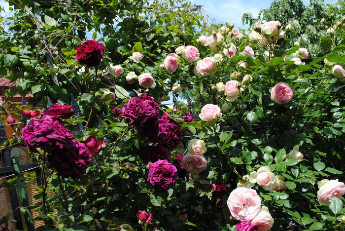 Munstead Wood si Eden Rose