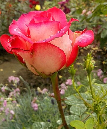 nr 39 - 0 TRANDAFIRI DIMOV 2016