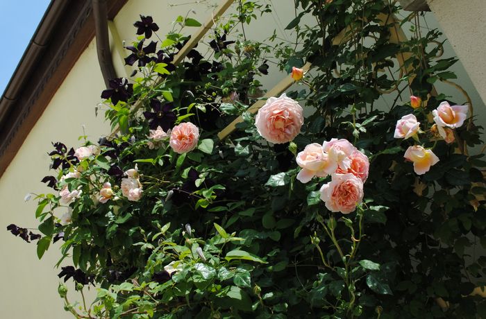 Abraham DArby si Romantika