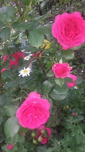 20160524_181406 - trandafiri urcatori 2016