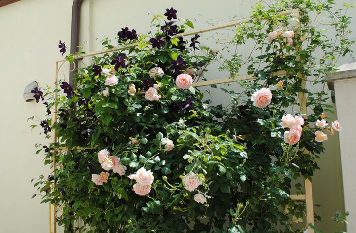 Abraham DArby si Romantika