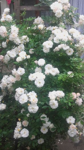 Ghislaine de feligonde