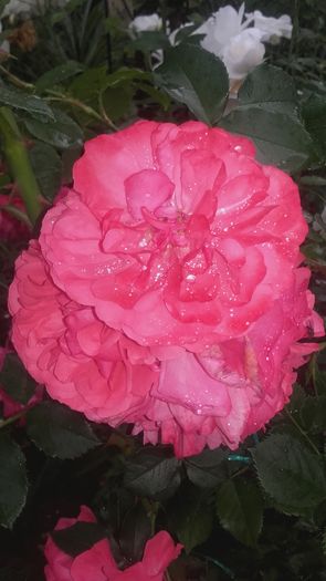 rosarium uetersen - trandafiri urcatori 2016