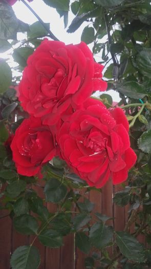 20160524_182131 - trandafiri urcatori 2016