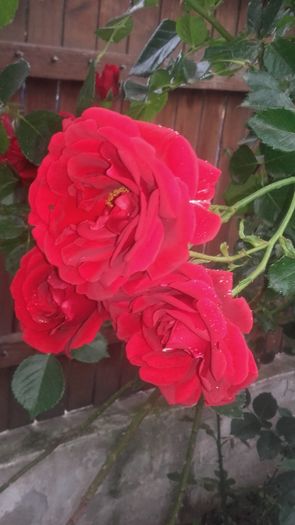 20160524_182136 - trandafiri urcatori 2016