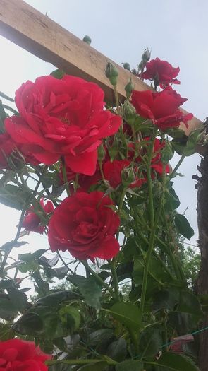20160524_182141 - trandafiri urcatori 2016