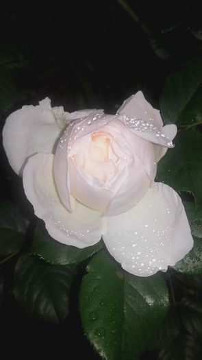 20160524_182621 - trandafiri urcatori 2016