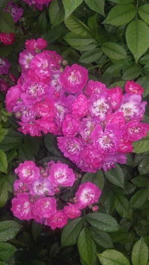 20160524_182730 - trandafiri urcatori 2016