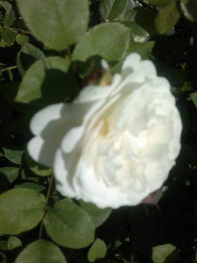 Artemis - Trandafiri - infloriri