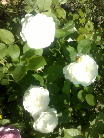 2016-05-24-2619 - Trandafiri - infloriri