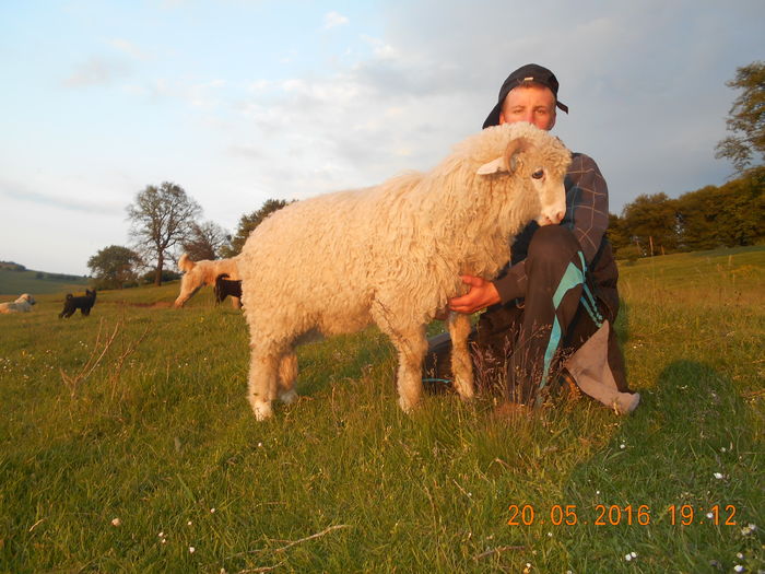 Picture 004 - oile cu miei 2016