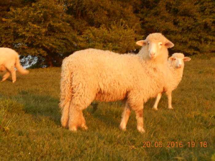 Picture 011 - oile cu miei 2016