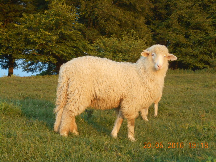 Picture 012 - oile cu miei 2016