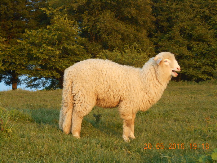 Picture 013 - oile cu miei 2016