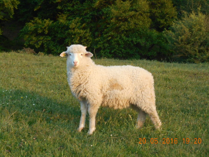 Picture 016 - oile cu miei 2016