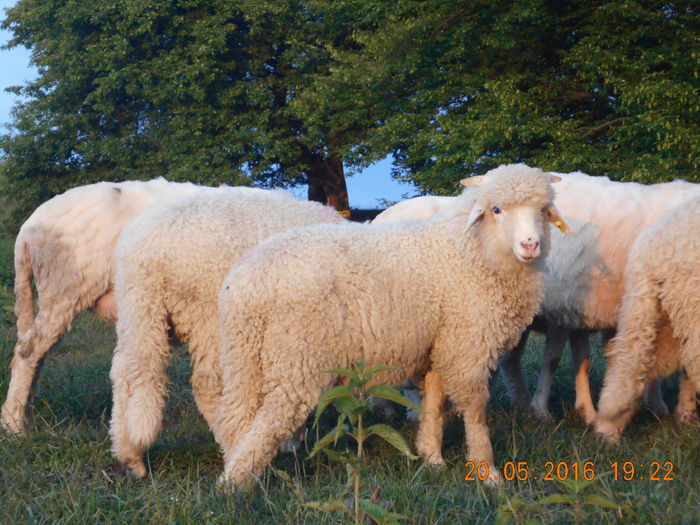 Picture 021 - oile cu miei 2016