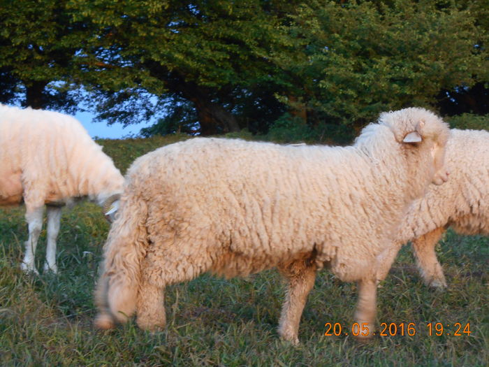 Picture 026 - oile cu miei 2016