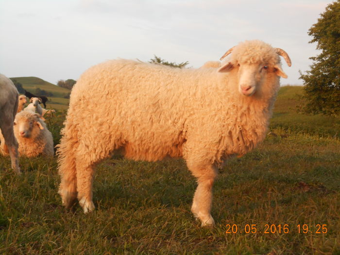 Picture 030 - oile cu miei 2016