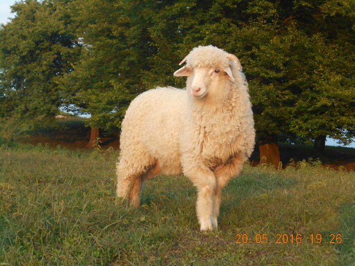 Picture 034 - oile cu miei 2016